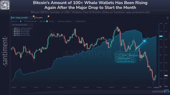 Růst peněženek se 100 a více BTC