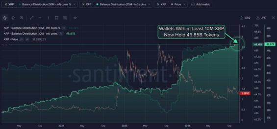 Graf distribuce zůstatků XRP a držby velryb